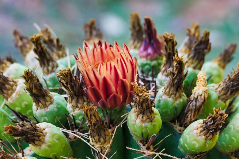 Ferocactus
