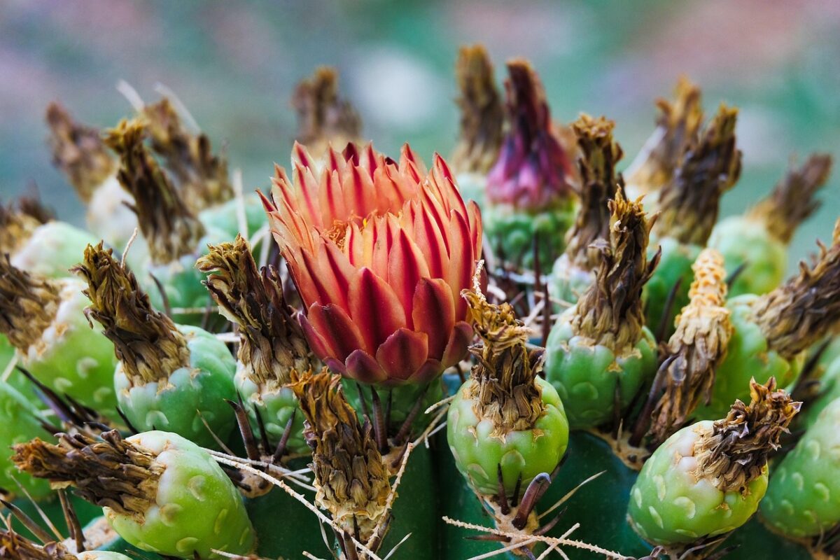 Ferocactus Ferocactus