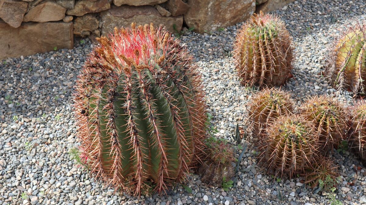Ferocactus Ferocactus