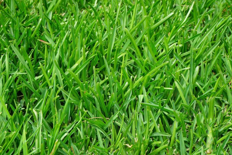 Festuca, Alpina