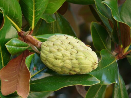 Ficus elastica
