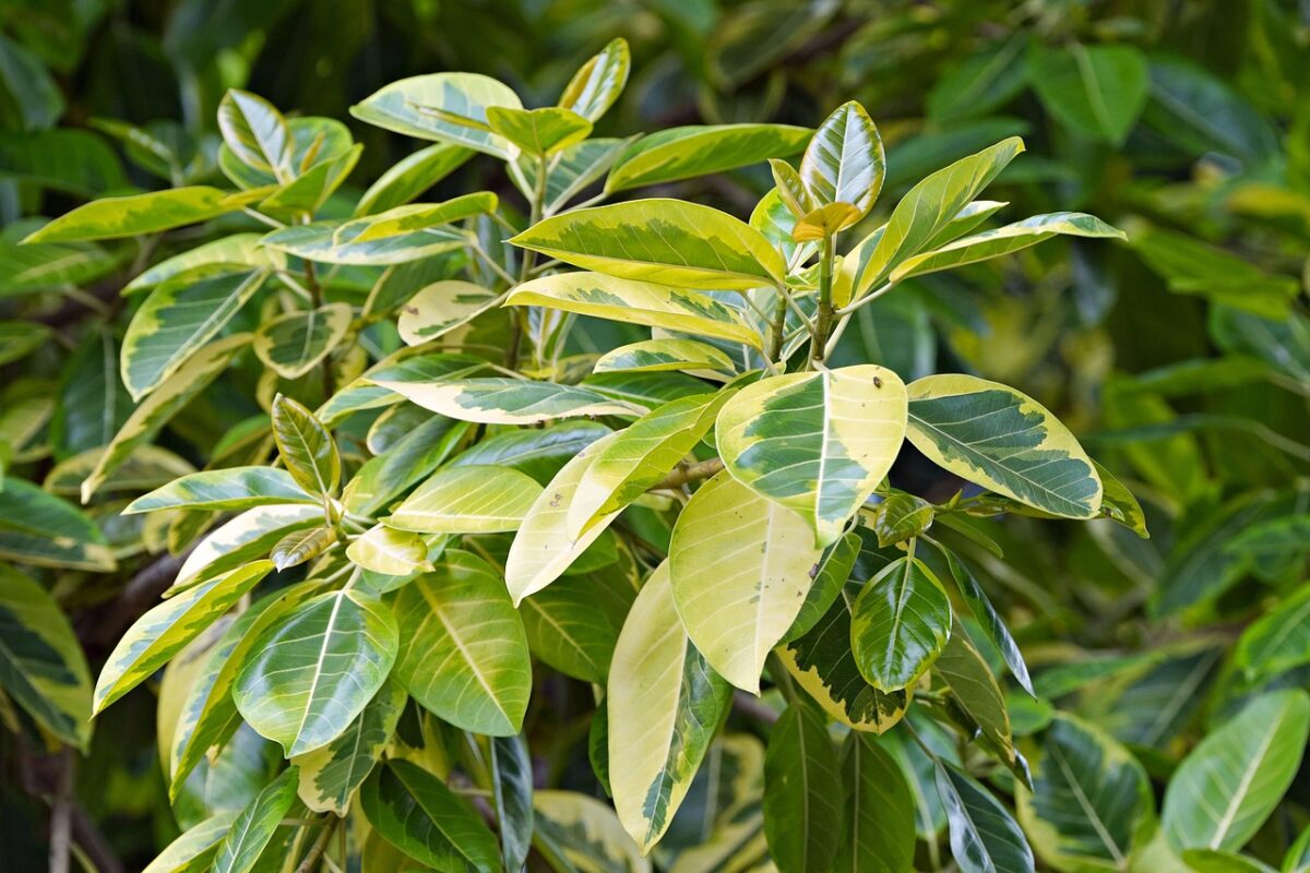 Ficus, Elastica Ficus, Elastica