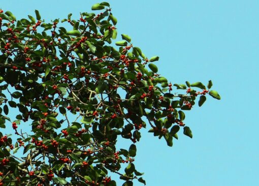 Ficus lyrata – Ficus lirata