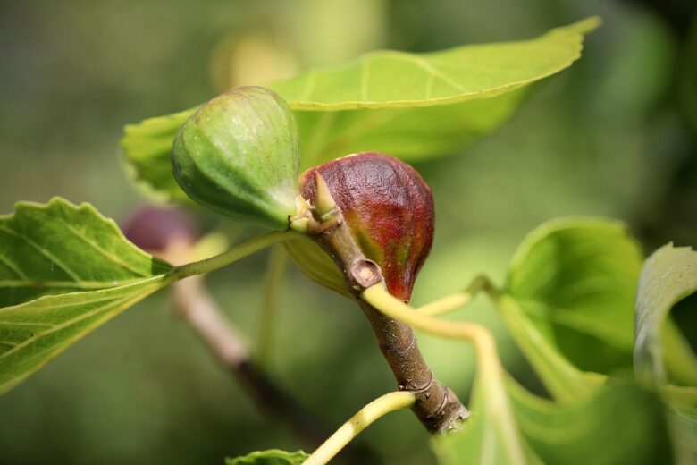 Ficus, Lyrata