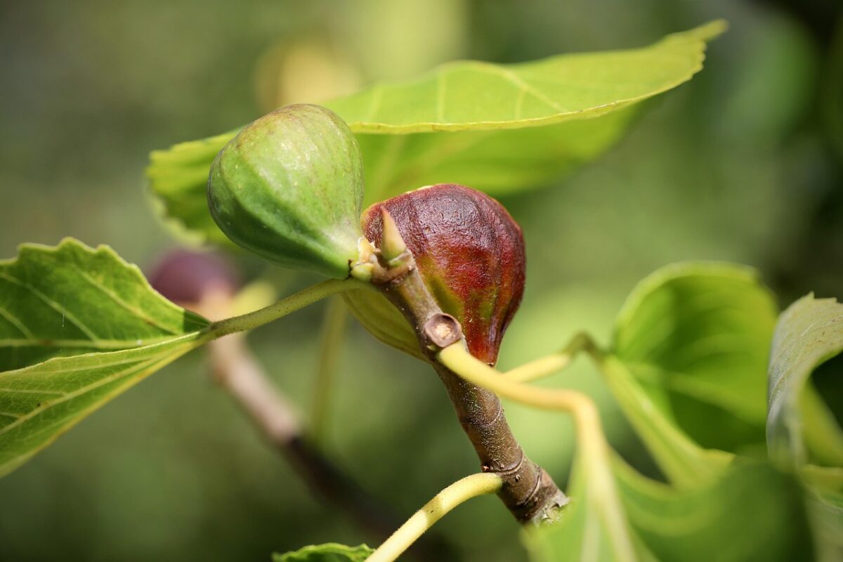 Ficus, Lyrata Ficus, Lyrata
