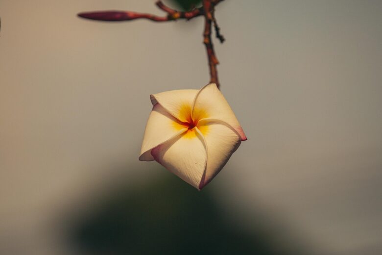 Frangipani