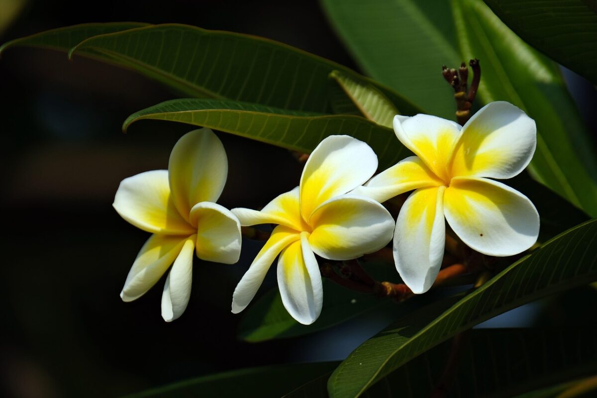 Frangipani Frangipani