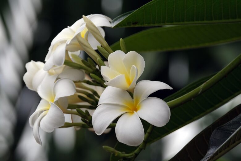Frangipani