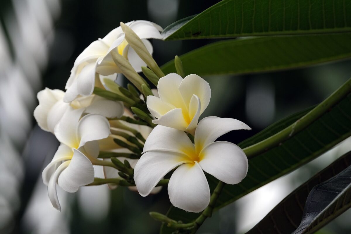 Frangipani Frangipani