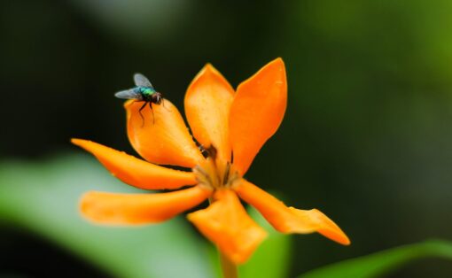 Gardenia coltivazione