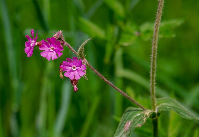 Garofano, Dianthus