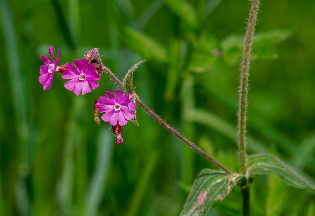 Garofano, Dianthus Garofano, Dianthus