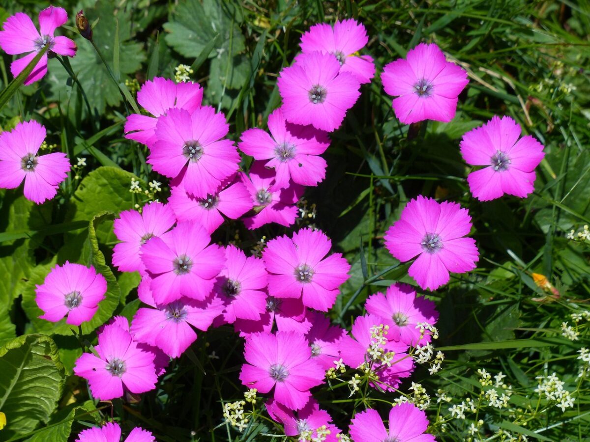 Garofano, Dianthus Garofano, Dianthus