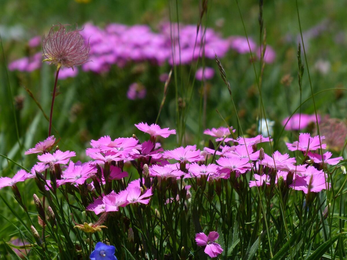 Garofano, Dianthus Garofano, Dianthus