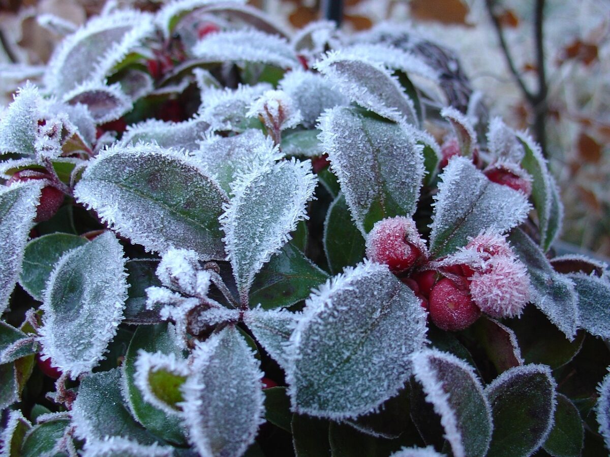 Gaultheria Gaultheria