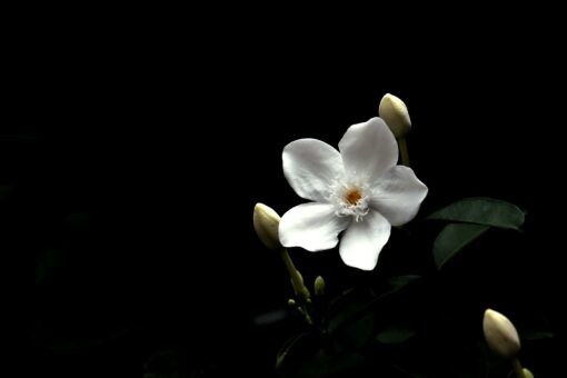Cestrum – Gelsomino notturno