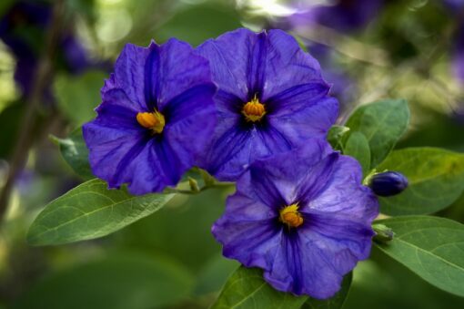 Genziana coltivazione