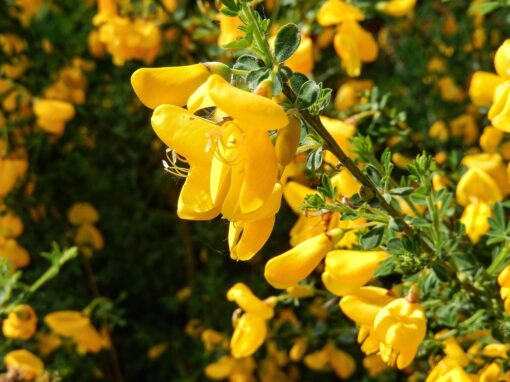 Ginestra