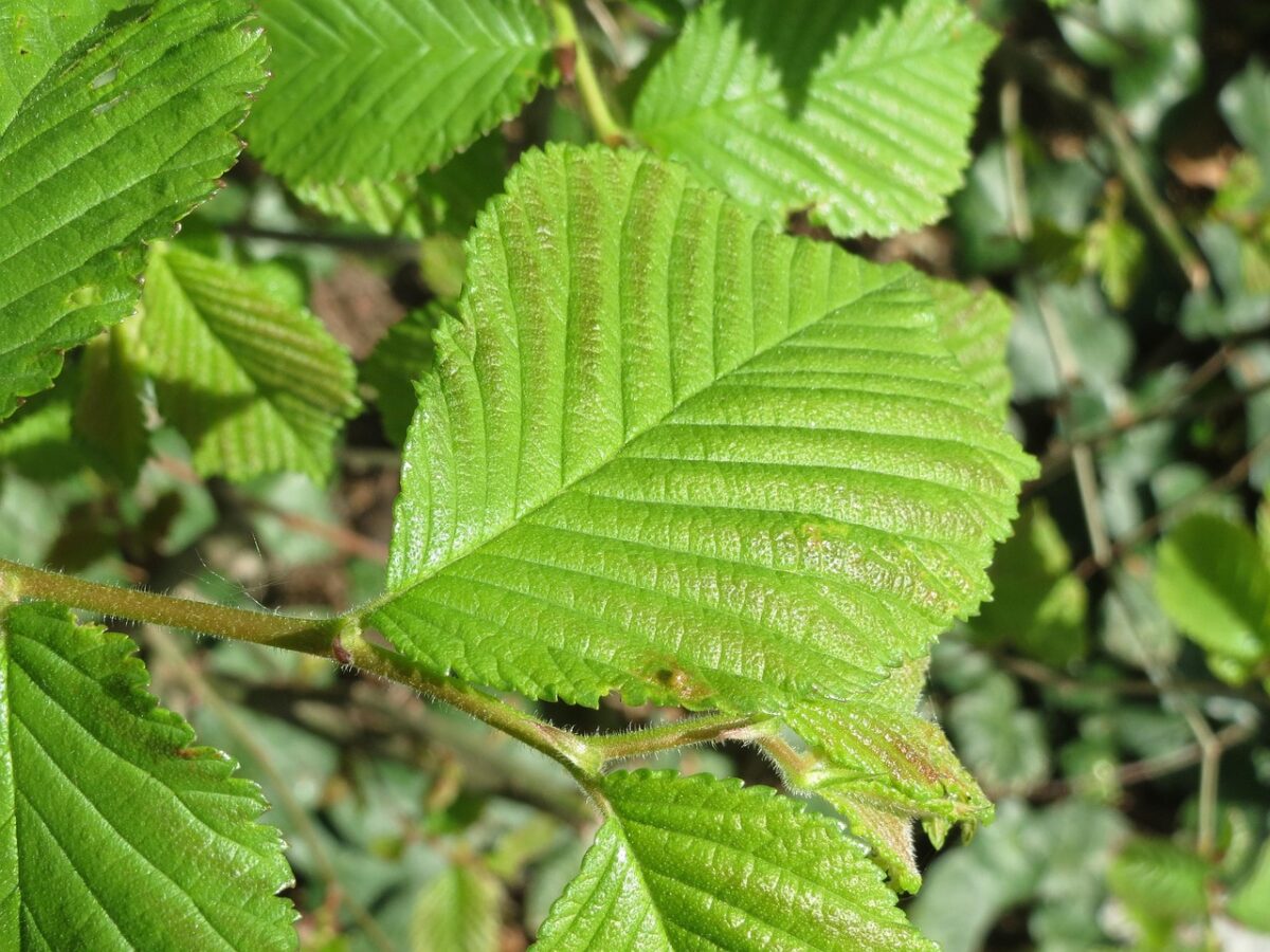 Glycyrrhiza, Glabra Glycyrrhiza, Glabra