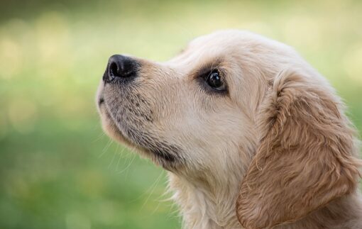Cani da Caccia Razze