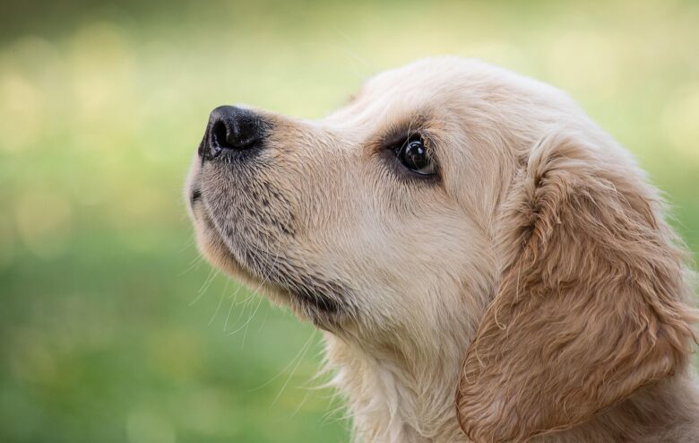 Golden, Retriever