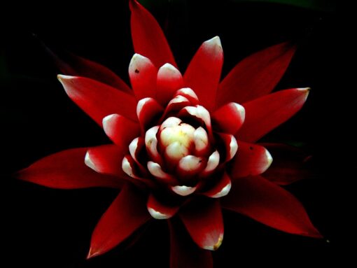 Guzmania coltivazione