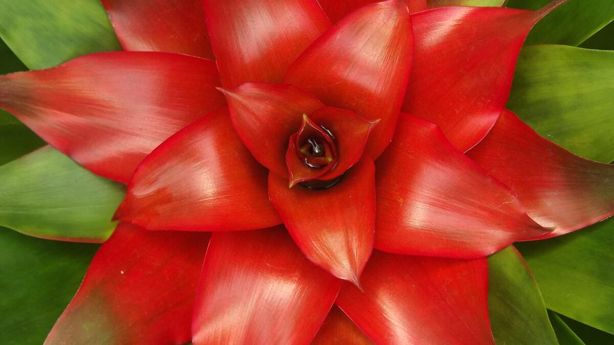 Guzmania Guzmania