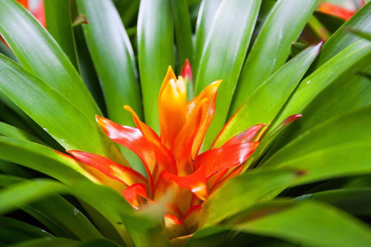 Guzmania, Sanguinea Guzmania, Sanguinea