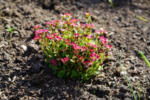 Artiglio del diavolo – Harpagophytum procumbens