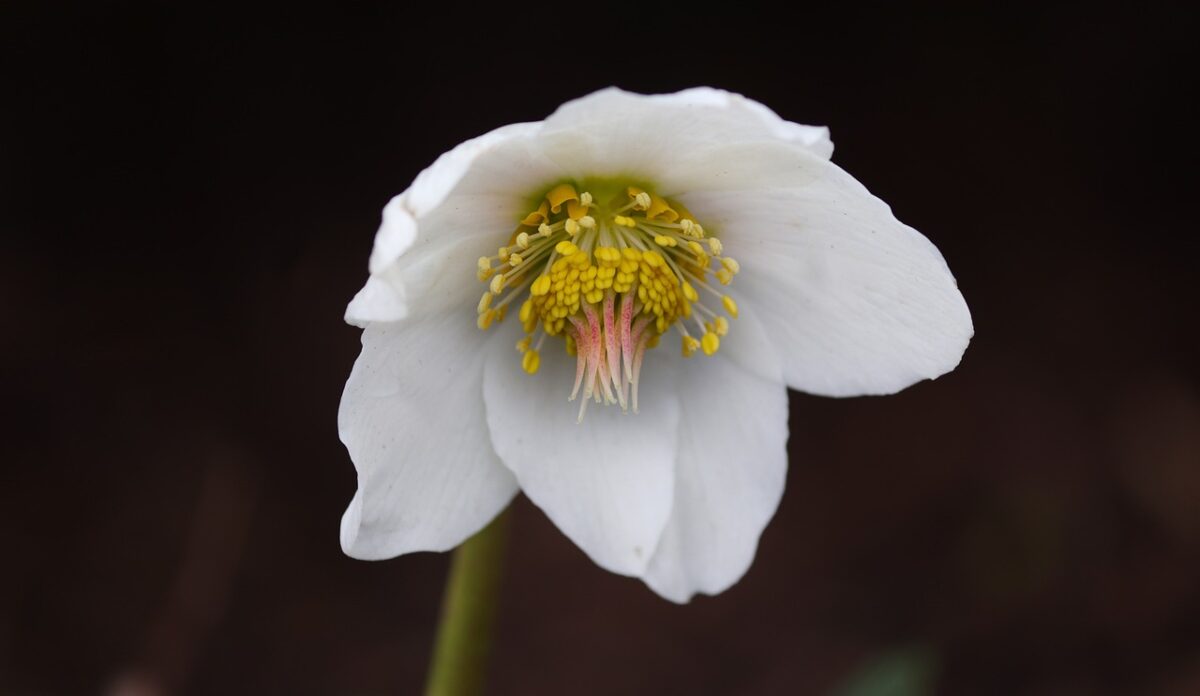 Helleborus, Niger