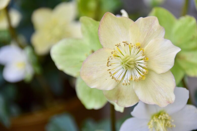 Helleborus, Niger