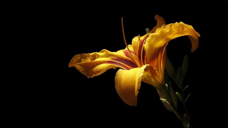 Hemerocallis