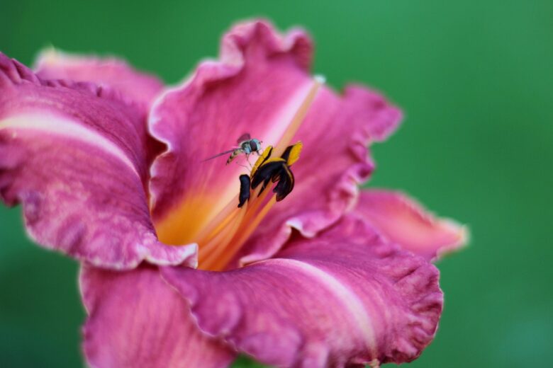 Hemerocallis