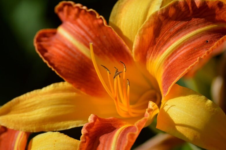 Hemerocallis
