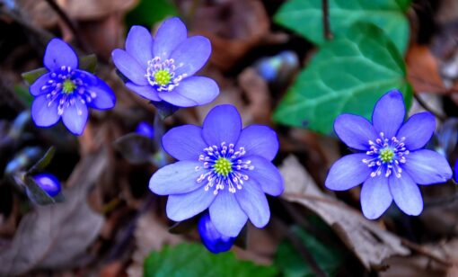 Hepatica nobilis – Erba Trinità
