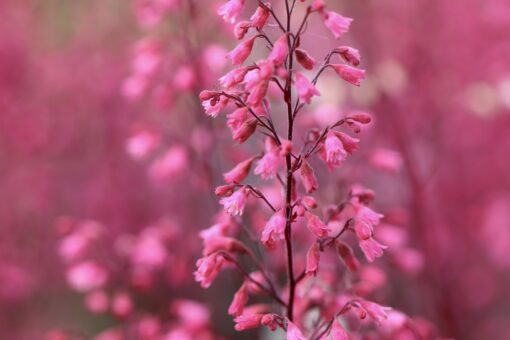 Heuchera coltivazione