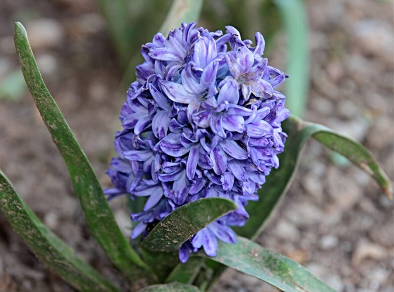 Hyacinthus
