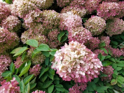 Ortensia Hydrangea paniculata coltivazione