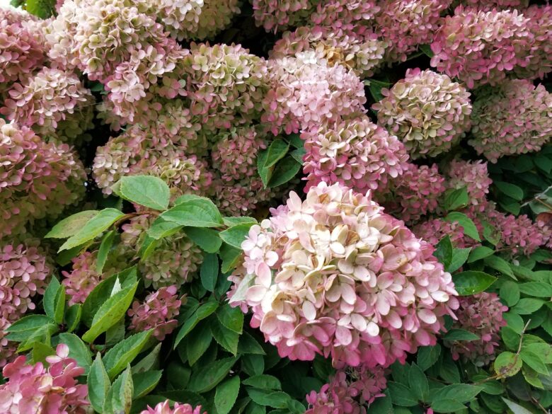 Hydrangea, Paniculata