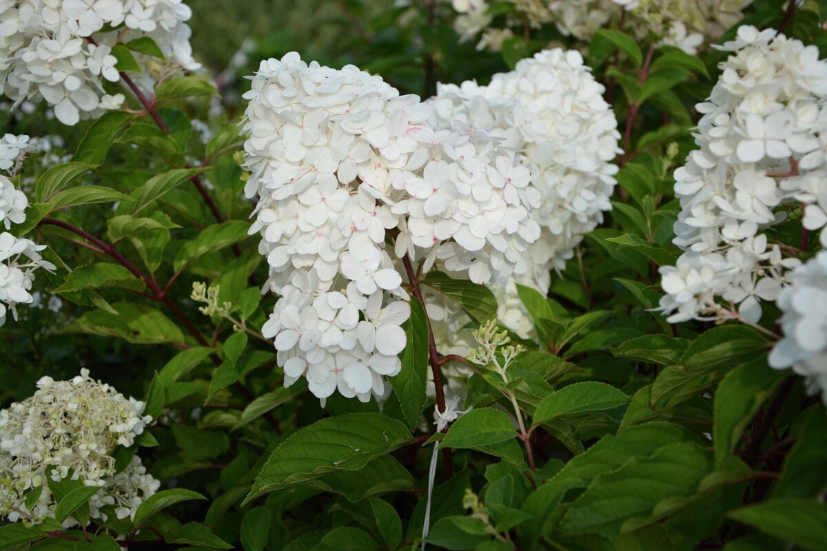 Hydrangea, Paniculata Hydrangea, Paniculata
