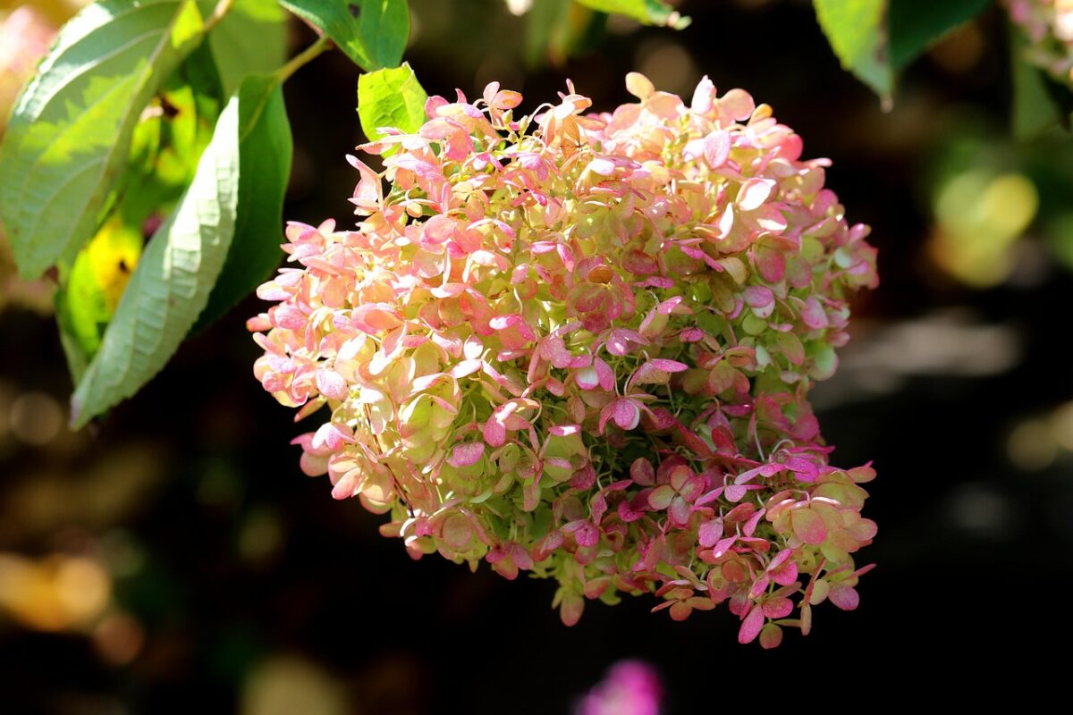 Hydrangea, Paniculata Hydrangea, Paniculata
