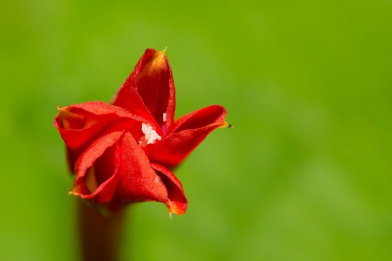Ipomea