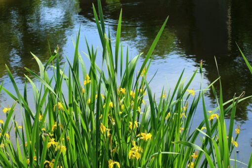 Giaggiolo d’acqua – Iris pseudacorus