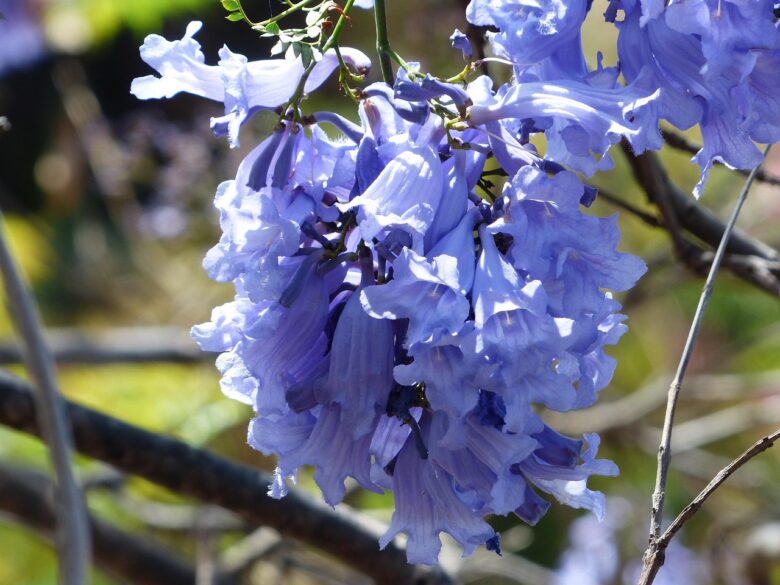 Jacaranda, Mimosifolia