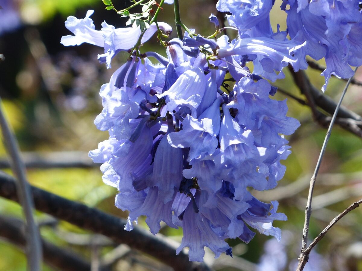 Jacaranda, Mimosifolia Jacaranda, Mimosifolia