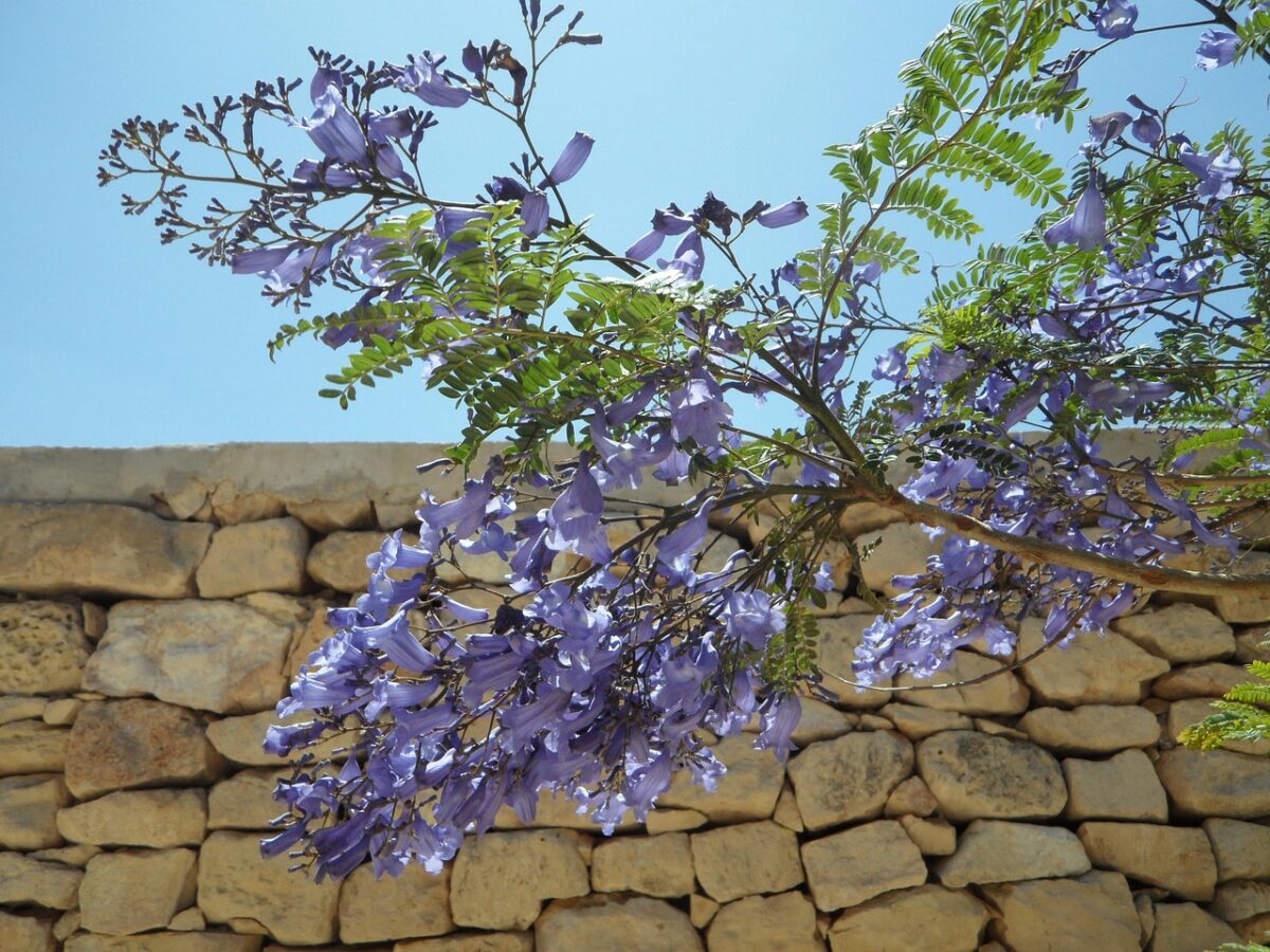 Jacaranda, Mimosifolia Jacaranda, Mimosifolia