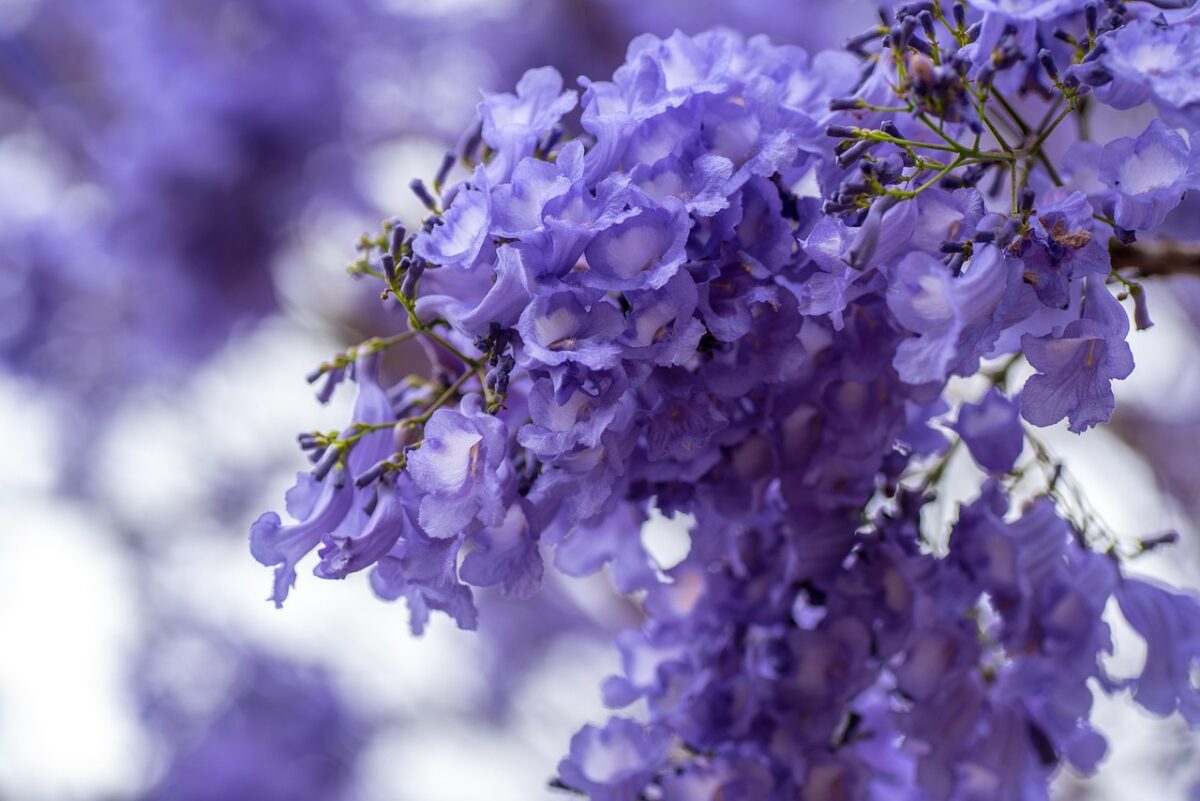 Jacaranda, Mimosifolia Jacaranda, Mimosifolia
