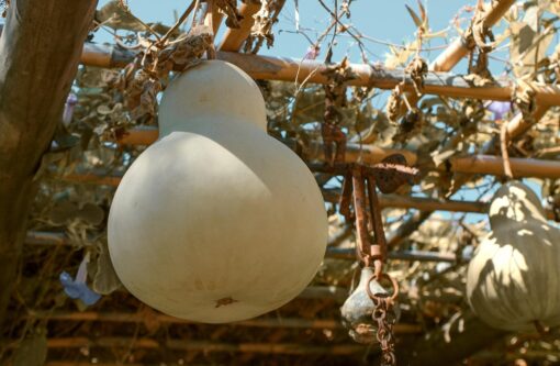 Zucche ornamentali – Zucche Lagenarie