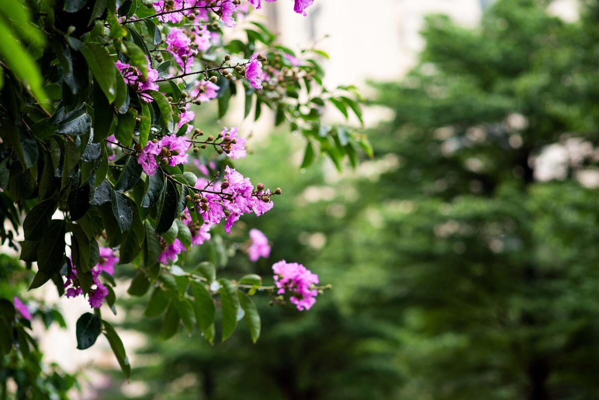 Lagerstroemia Lagerstroemia