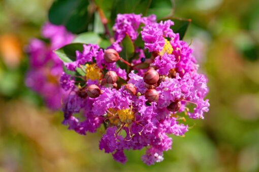 Lagerstroemia coltivazione